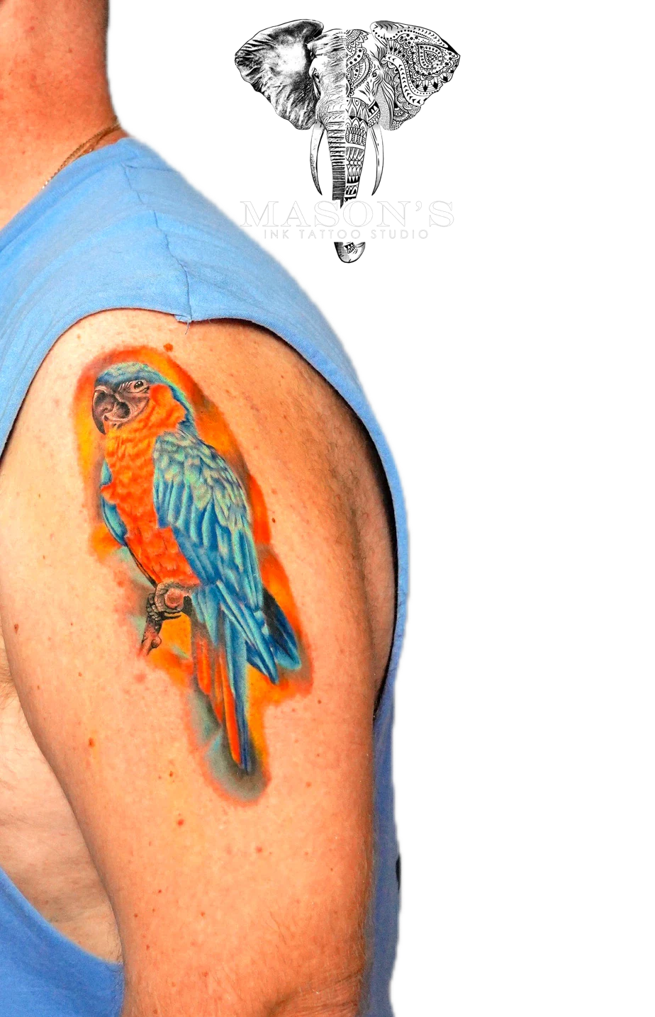Color Tattoo Style Bird Design: a colorful parrot perched on a branch on the upper arm